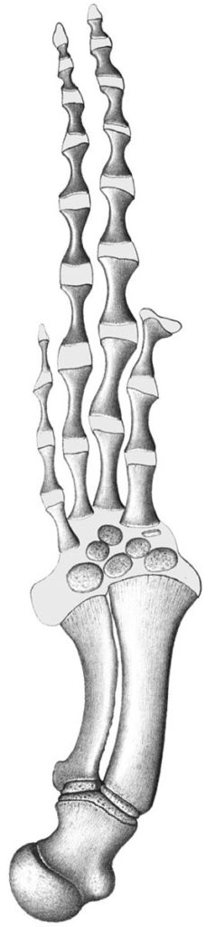 Knochen eines Buckelwal-Armes. Aus VAN BENEDEN, PIERRE-JOSEPH und PAUL GERVAIS (1868).