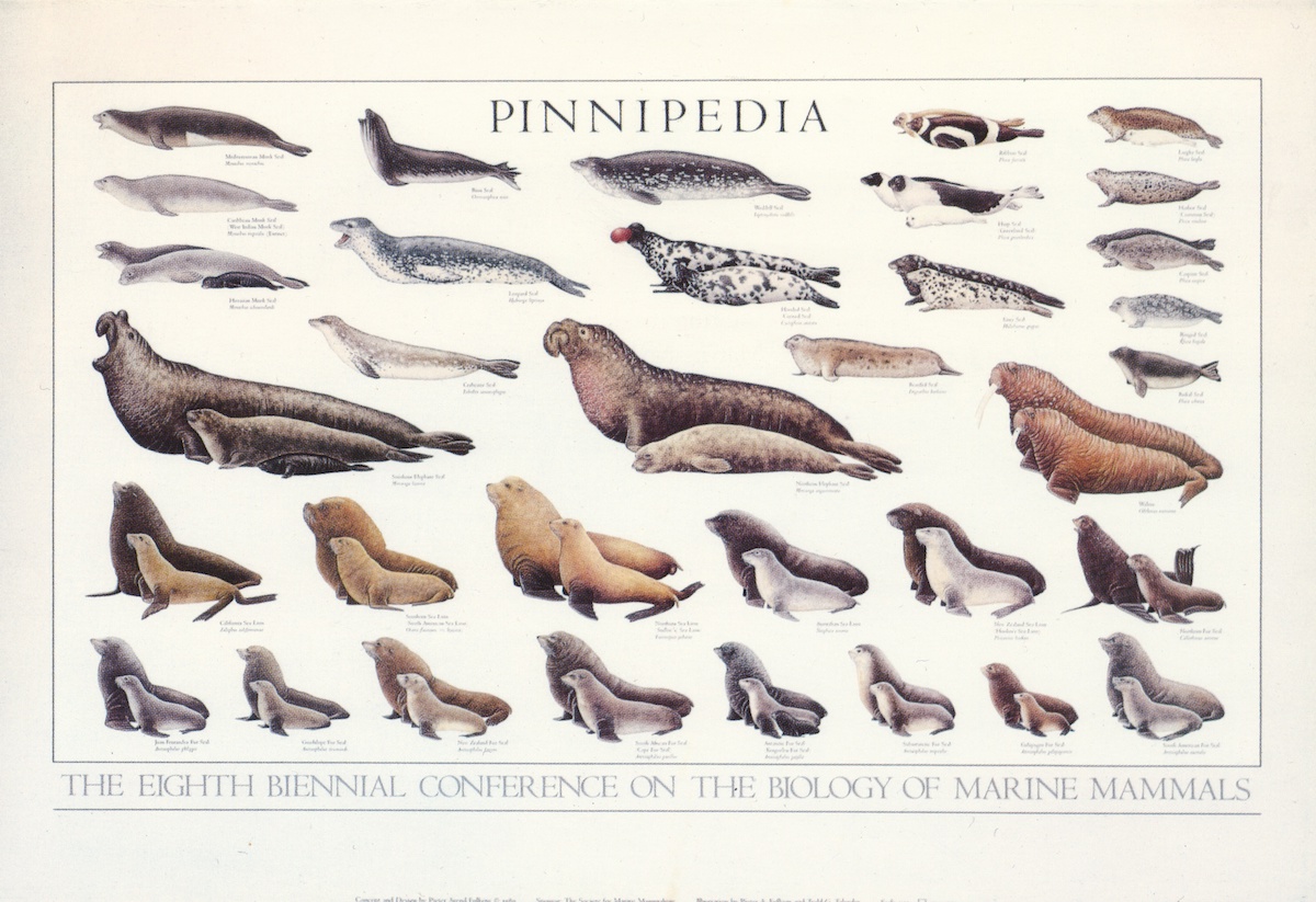Abbildungen aller Robbenarten von Pieter A. Folkens auf einem Poster
