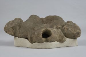 Ohne Zähne im Oligozän – Paläogene Chaeomysticeti und ihre Erforschung