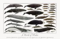 10th Conference – A World of Whales