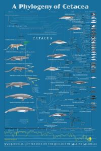 16th Conference –  A Phylogeny of Cetacea