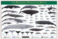 Meeressäuger vor Mexiko – Los Mamíferos Marinos de México
