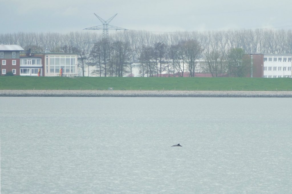 Auftauchender Schweinswal vor Wilhelmshaven