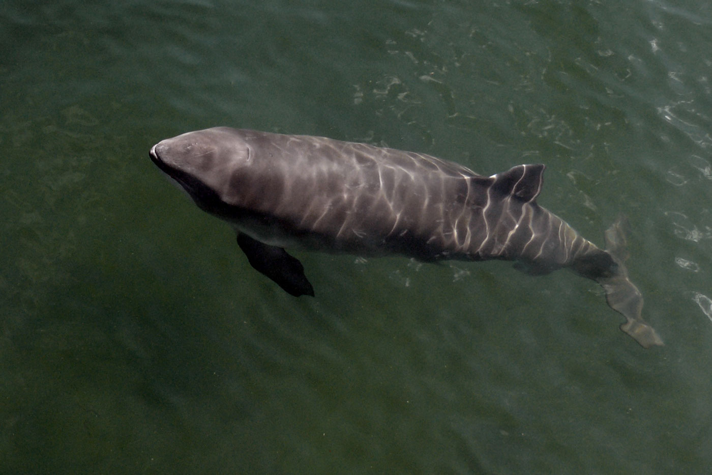 Trilateral Symposium on Harbour porpoises in the Wadden Sea
