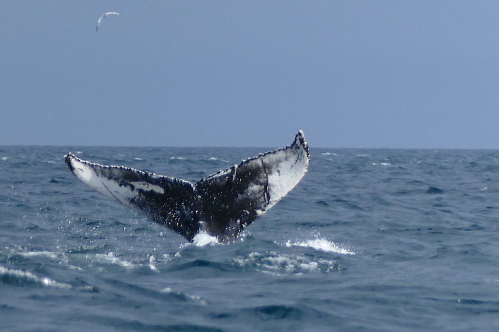 Fluke eines Buckelwales