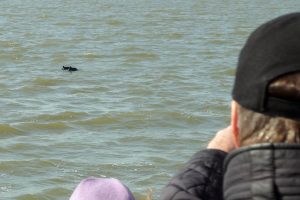 Der Schweinswal ist das Tier des Jahres 2022 der Deutschen Wildtier Stiftung