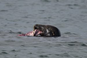Kegelrobben fressen Seehunde, Schweinswale – und ihre Artgenossen