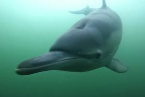 Ostsee-Delfin hatte Lungenentzündung