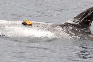 Wie sich Cuvier-Schnabelwale und Rundkopfdelfine ihre Beute aufteilen