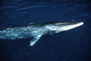 IUCN: Wale im Mittelmeer stärker gefährdet als bisher vermutet