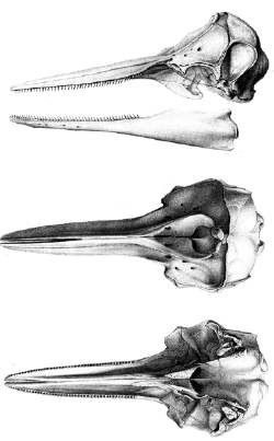 Schädel von Delphinus delphis