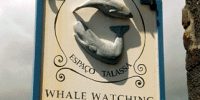 Whalewatching auf den Azoren