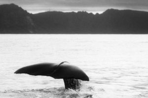 Walbeobachtung im Walfanggebiet – Walfang im Walbeobachtungsgebiet?