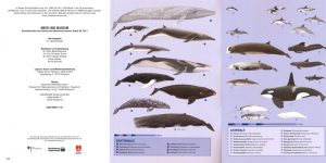 Wale und Robben in der Ostsee. Meer und Museum Band 23, S. 74
