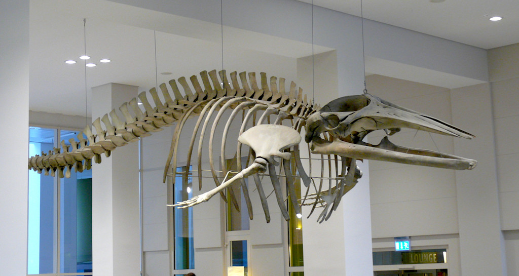 Zwergwalskelett im Überseemuseum, Bremen