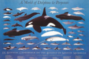9th Conference – A World of Dolphins and Porpoises