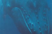 Doppelkarte Buckelwal unter Wasser