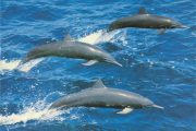 Doppelkarte Ostpazifische Delfine 