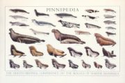 8th Conference – Pinnipedia (Robben der Welt)