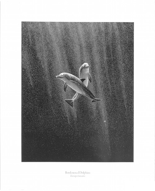 Schwarzweisszeichnung von zwei Großen Tümmlern unter Wasser. Von Pieter A. Folkens