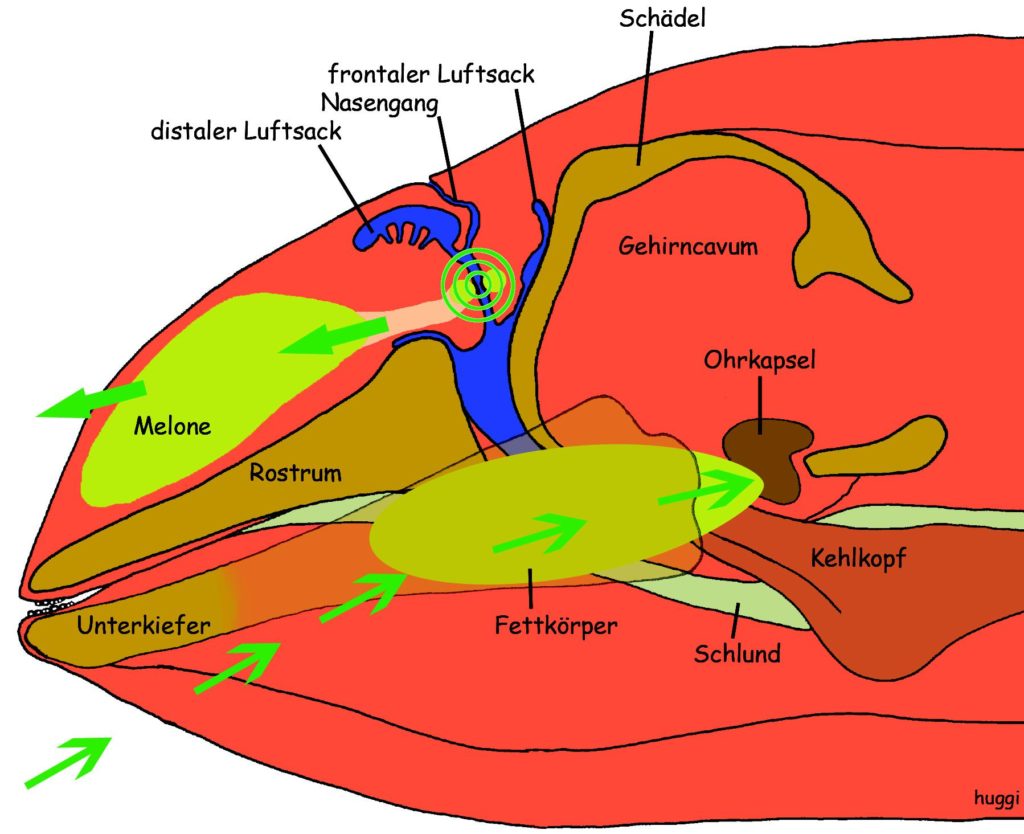 Abbildung 2: Schematischer Längsschnitt durch einen Schweinswalkopf. Wie bei anderen Zahnwalen befindet sich die Schallquelle der Klicklaute im Nasengang der Schweinswale 2. Durch einen Luftstrom in den distalen Luftsack wird dort ein Ventilsystem zum Schwingen gebracht (Zentrum der grünen Kreise). Die entstehende Schallschwingung in der Wand dieses Nasengangventils wird durch den Fettkörper der Melone fokussiert und nach vorne ins Wasser geleitet (dicke grüne Pfeile). Die Schallleitung zum Ohr geht über einen Fettkörper am Unterkiefer (dünne grüne Pfeile), der ähnlich wie die Ohrmuschel und der äußere Gehörgang beim Menschen funktioniert und eine ausgezeichnete akustische Verbindung zum Wasser herstellt. Durch den Fettkörper trifft er auf die Ohrkapsel und bringt diese zum Schwingen. Die Ohrkapsel enthält das Mittel- und Innenohr. Bei den Zahnwalen ist sie, anders als beim Menschen, vom Schädel getrennt. So ist ein genaues Richtungshören unter Wasser möglich.