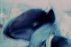 The mouth of the blue whale-fin whale hybrid, showing the black baleen fringes and palatal ridge, and the almost black tongue still in situ. © Photo Klaus Barthelmess, 16 June 1986.