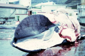 Hybrid between a blue whale and a fin whale - jaw and tongue and the right-hand side baleen has already been removed. Photo © Klaus Barthelmess, 16 June 1986.