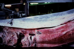Hybrid between a blue whale and a fin whale - pigmentation pattern at flank and belly near the navel. Photo © Klaus Barthelmess, 16 June 1986.