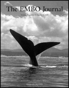 Abb. 3: Das EMBO Journal, eine molekularbiologische Fachzeitschrift, zeigt als Titelbild die Fluke eines Südkapers (Eubalaena australis), die eine Kerbe von einem Haibiss hat.