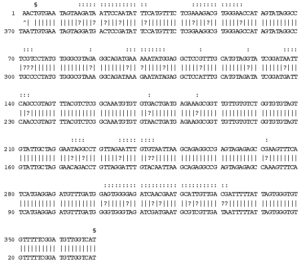 Abb. 4: Sequenzunterschiede in Abschnitten der mitochondrialen Gene für das Protein Cytochrom b zwischen Brydewal (Balaenoptera edeni, oben) und Zwergwal (Balaenoptera acutorostrata, unten).