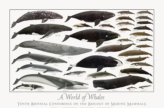 Abbildung eines Posters, das alle Walarten (ohne Delphine) zeigt
