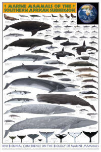 Die rund um Afrika vorkommenden Meeressäuger auf einem Poster von Pieter A. Folkens