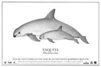 Poster Schweinswal Vaquita