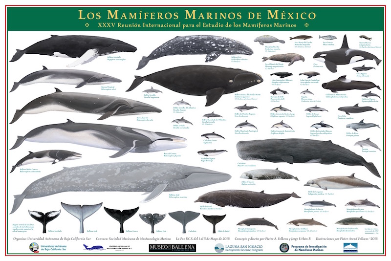 Abbildung zeigt alle Meeressäugerarten die vor Mexiko vorkommen