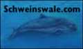 Schweinswale und Brillenschweinswale