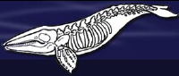 Kodiak Gray Whale Project