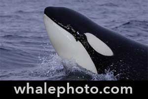 George McCallum Whale & Marine photography