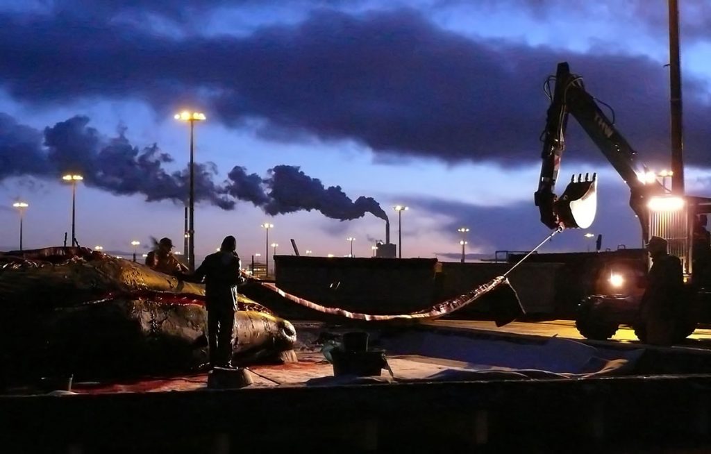 Zerlegung eines Pottwals mit Bagger und Beleuchtung nach Sonnenuntergang