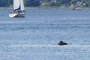 Aufwind für den Schutz von Schweinswalen in der Ostsee