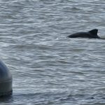 Online-Vortrag: Der kleine Wal vor unserer Küste (Schweinswaltage)