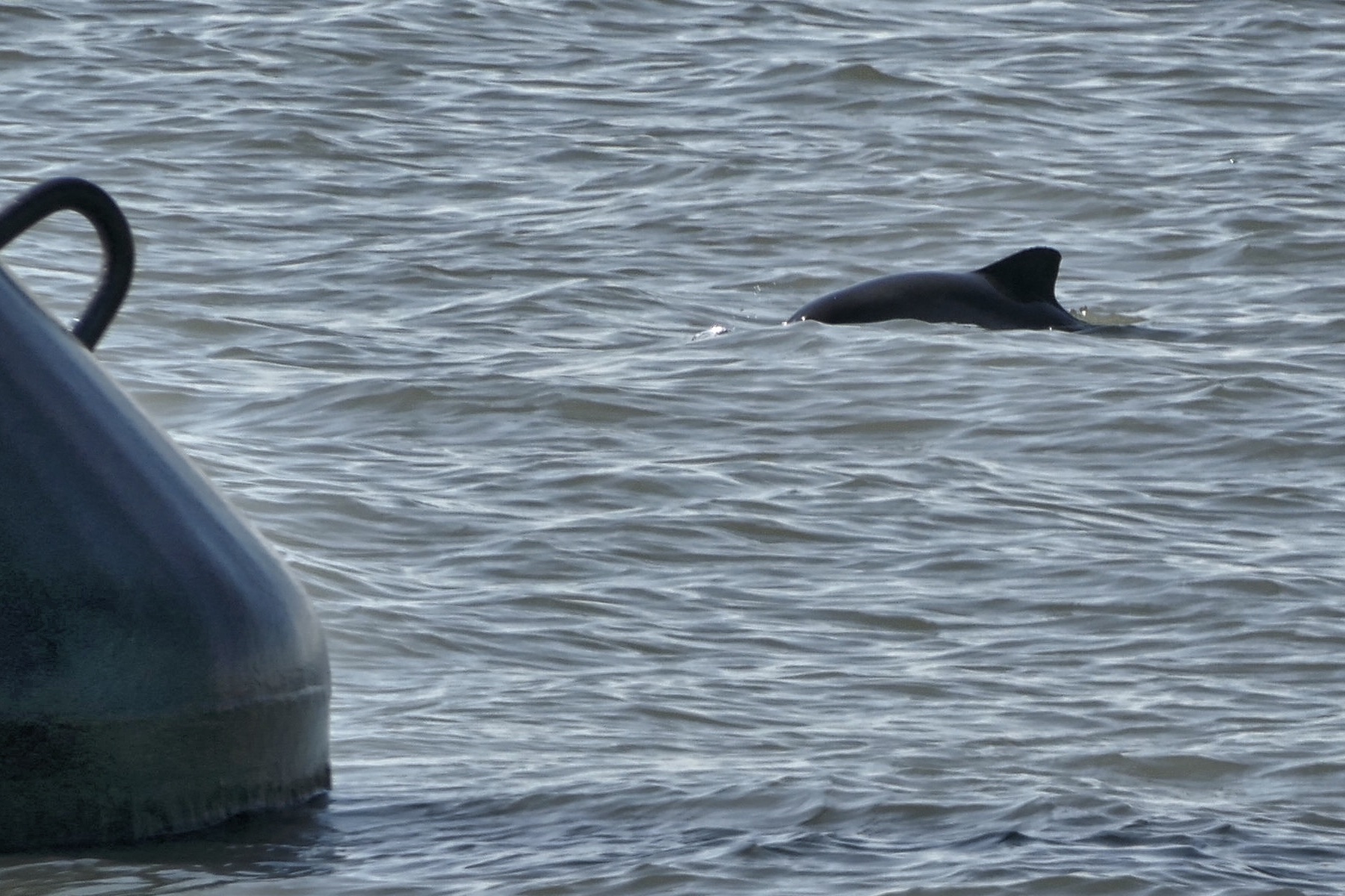 Schweinswale in der Nordsee