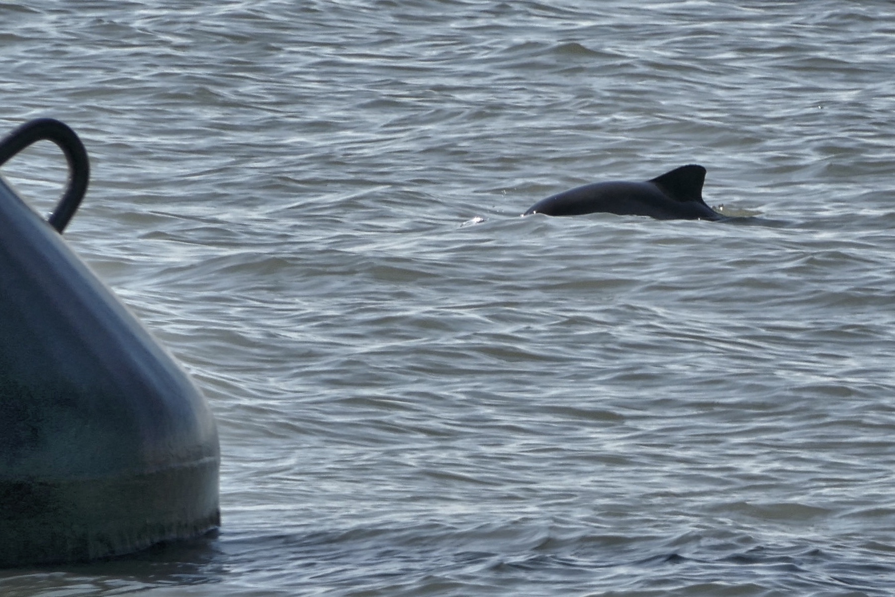 Erfolgreiche Jäger im Wattenmeer – Schweinswale auf Beutefang