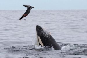 Fatale Diät: Norwegische Schwertwale mit Robben auf dem Speiseplan sind stark belastet