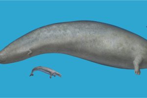 Gigantische Wale – Kolossaler Riesen-Urwal aus Peru
