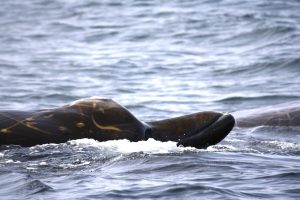 Überraschendes Verhalten: Schnabelwale nutzen küstennahe Gewässer