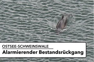 Wissenschaftler schlagen Alarm: Zu viele Ostsee-Schweinswale verenden in Fischernetzen